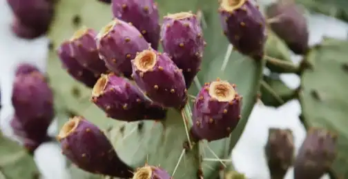 Is Prickly Pear Fruit Powder suitable for people with constipation?